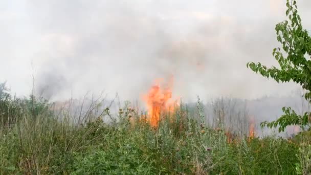 Fuego en el bosque, árboles ardiendo y hierba — Vídeos de Stock