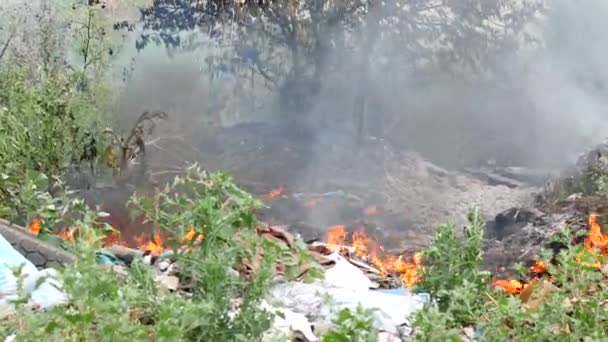 Vuur in het bos, brandende bomen en gras — Stockvideo