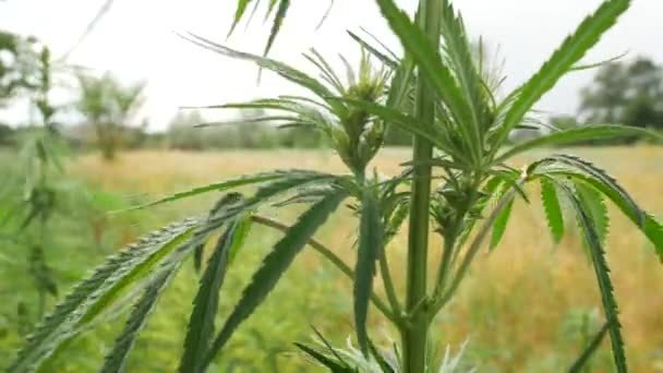 Arbustos verdes selvagens de maconha jovem cannabis, brotou nos cantos selvagens da natureza — Vídeo de Stock