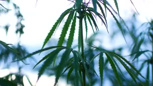 Arbustos verdes selvagens de maconha jovem cannabis, brotou nos cantos selvagens da natureza — Vídeo de Stock