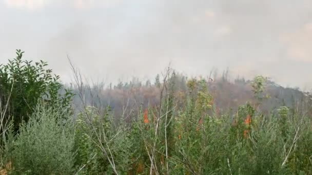 Огонь в лесу, горящие деревья и трава — стоковое видео