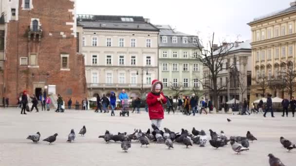 Flicka utfodring duvor i det centrala torget i Krakow, Polen — Stockvideo