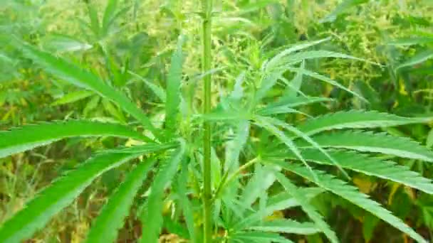 Wilde groene struiken van jonge cannabis marihuana, gekiemd in de wilde hoeken van de natuur — Stockvideo