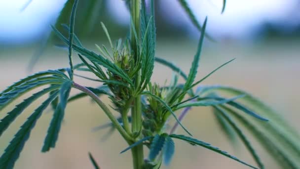 Arbustos verdes selvagens de maconha jovem cannabis, brotou nos cantos selvagens da natureza — Vídeo de Stock