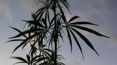 Günbatımı bir arka planda vahşi kenevir dalları tops silueti. Marihuana yasallaştırma.