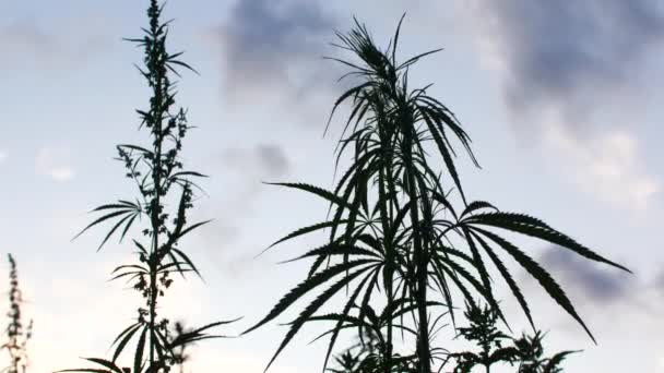 La silueta de la parte superior de las ramas de cáñamo silvestre sobre un fondo de puesta de sol. Legalización de la marihuana . — Vídeos de Stock