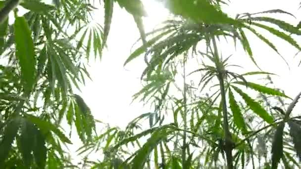 Cannabis plantage in de zon — Stockvideo