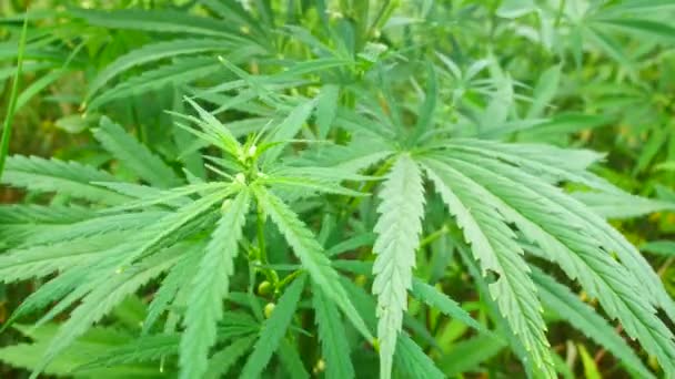 Arbustos verdes selvagens de maconha jovem cannabis, brotou nos cantos selvagens da natureza — Vídeo de Stock