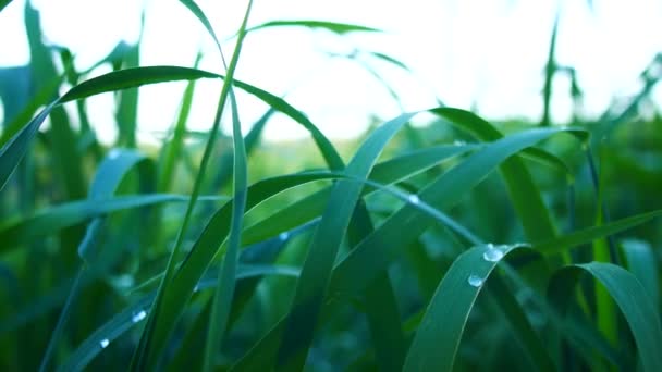 Exuberante hierba verde con gotas de rocío — Vídeos de Stock