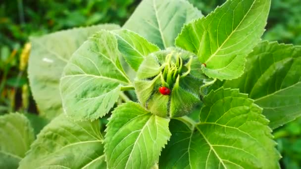Ladybug sitting on green sunflowers — Stock Video