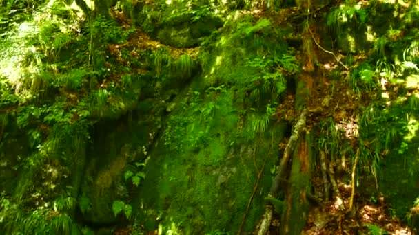 Pendiente cubierta de musgo en un bosque soleado — Vídeo de stock