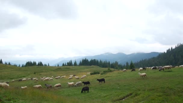 Schafherde auf einer Ebene in den Bergen — Stockvideo