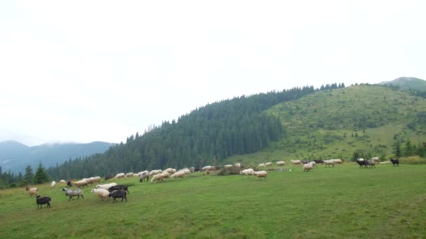 Flock a juhok egy síkságon a hegyekben — Stock videók