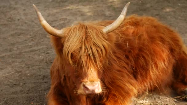 Yak oder Büffel mit großen Hörnern — Stockvideo