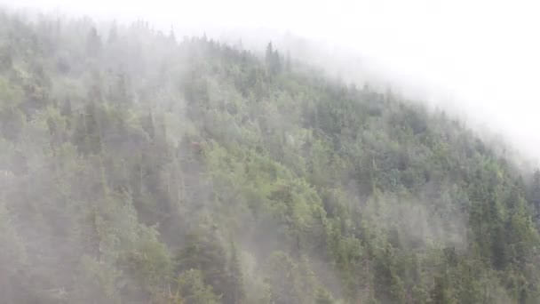 Névoa de vapor sobre a paisagem da floresta de montanha . — Vídeo de Stock