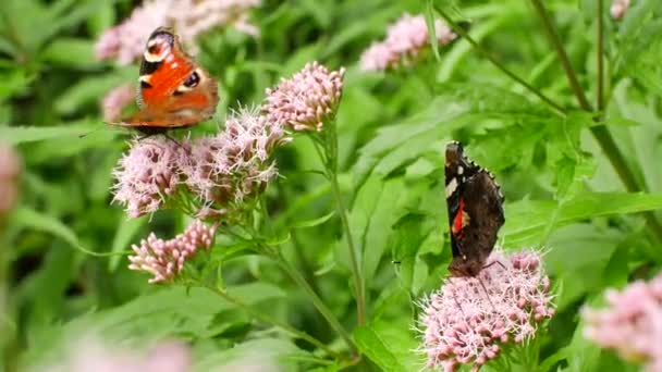 Schöner mehrfarbiger Schmetterling bestäubt eine Blume — Stockvideo