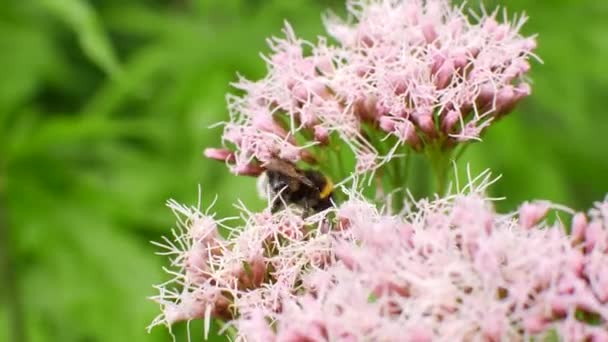 Bumblebee pollinerar en buske med blommor — Stockvideo