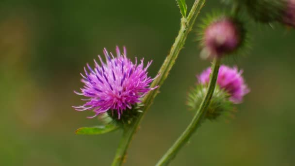 Fiori viola su un cespuglio — Video Stock