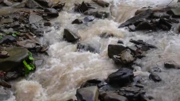 Schmutzwasser in einem Gebirgsfluss nach Regen — Stockvideo