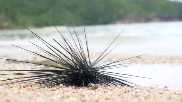 Erizo de mar en la playa. Tailandia — Vídeos de Stock