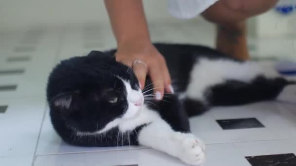 Mujer acariciando un gato blanco y negro — Vídeos de Stock