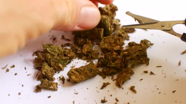 De hennep is gesneden met een schaar. Cannabisbereiding voor consumptie — Stockvideo