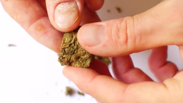 Le chanvre est coupé avec des ciseaux. Préparation du cannabis pour la consommation — Video