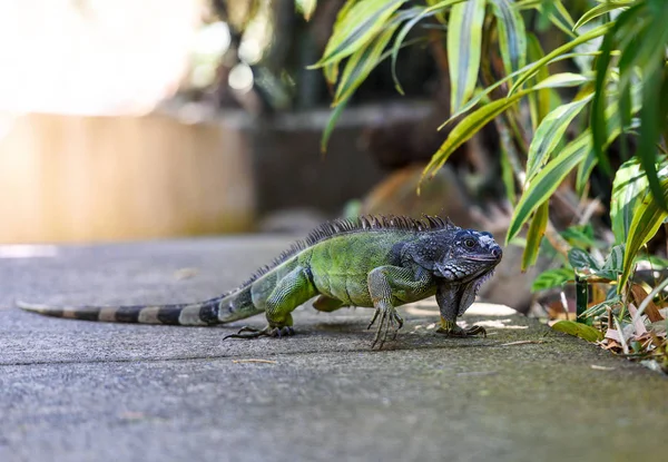 Legwan Zielony Iguana Lat Iguana Jest Duże Roślinożerne Jaszczurki — Zdjęcie stockowe