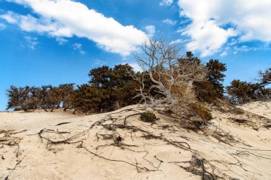 Chrissi (Chrysi) ada manzara arka oda Crete, Yunanistan.