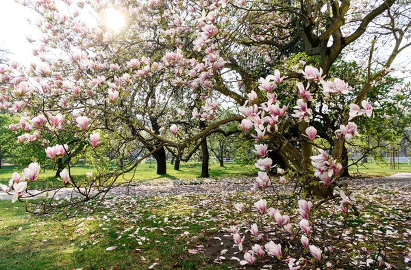 Magnolia Boom Bloesem Met Wazige Achtergrond Warme Zon Een Park — Stockfoto