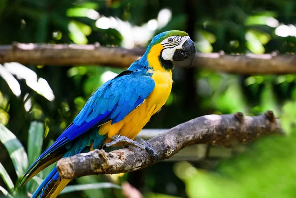 Vida Silvestre Costa Rica Loro Ara Bosque Tropical Verde Costa — Foto de Stock