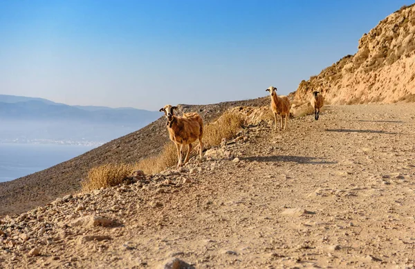 ギリシャの山岳地帯に沿って険しい道を横断する3匹のヤギは 危険で日光浴をしています 地中海の風景の穏やかで無名の美しさ ロイヤリティフリーのストック写真