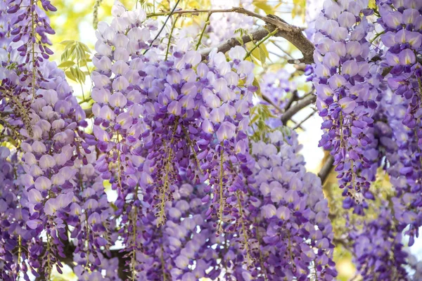 Beautiful blooming wisteria flowers in the garden at spring time