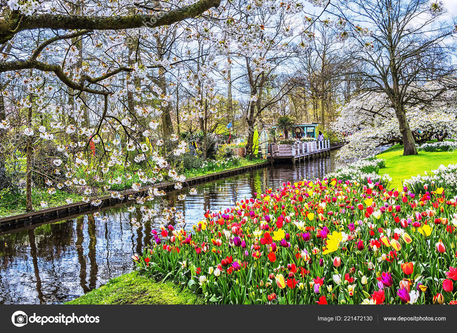 Keukenhof Park Flowers Tulips Netherlands Beautiful Outdoor Scenery