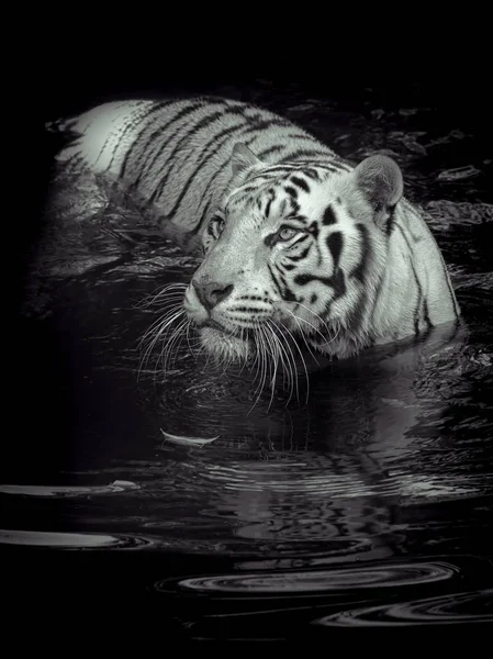 Tigre bianca in acqua — Foto Stock