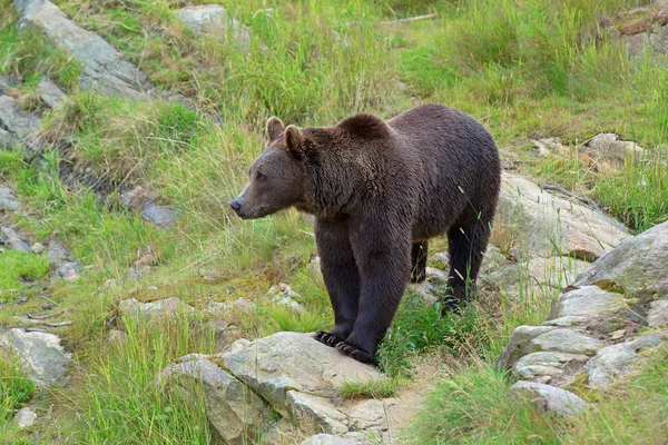 Oso pardo en la naturaleza — Foto de Stock