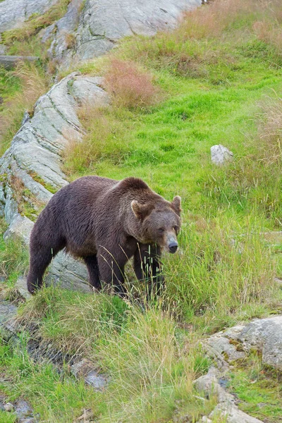 Vahşi doğada kahverengi ayı — Stok fotoğraf