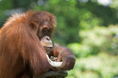 Vahşi Borneo Orangutan