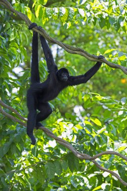 Vahşi Spider Monkey
