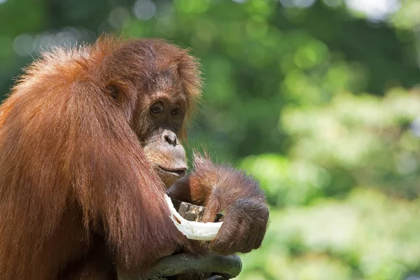 Vilda Borneo orangutang — Stockfoto