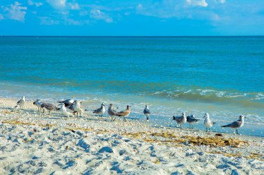 Seagulls at the beach clipart