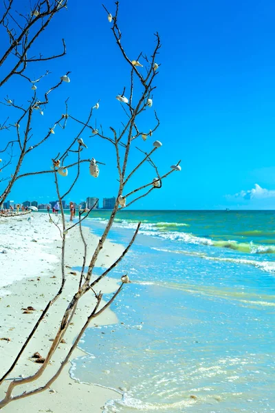 Seashell Tree na pláži Tigertail — Stock fotografie