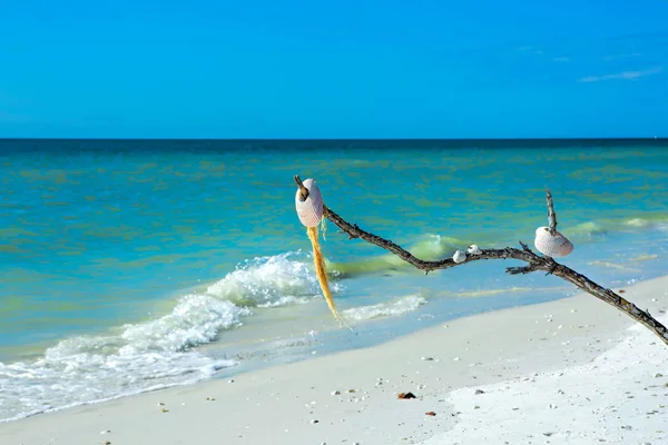 Tigertail plajında deniz kabuğu ağacı — Stok fotoğraf