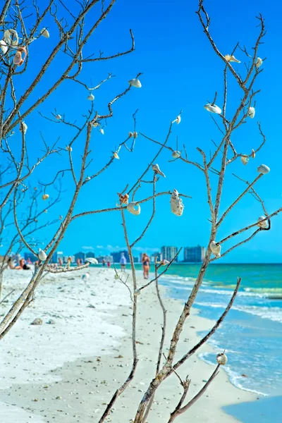 Seashell Tree na pláži Tigertail — Stock fotografie