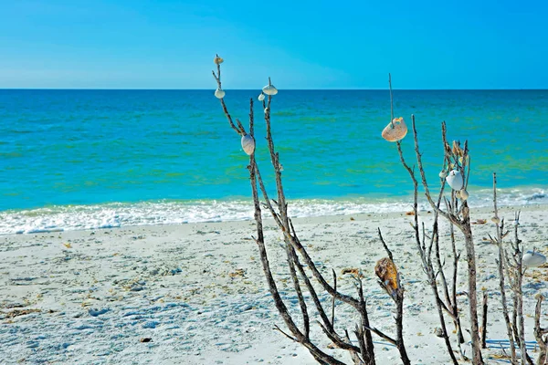 Δέντρο κοχυλιών στην παραλία Τιγρόνουρα Royalty Free Φωτογραφίες Αρχείου
