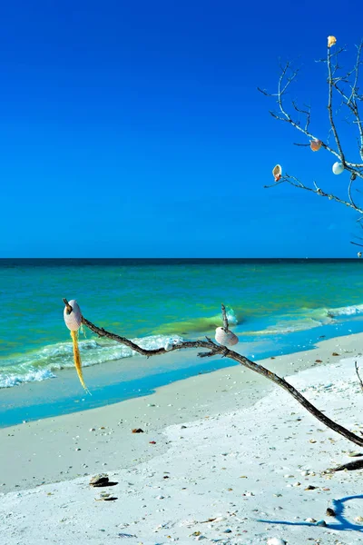 Árvore da concha na praia do Tigertail Imagens De Bancos De Imagens Sem Royalties