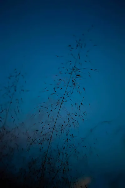 Καλαμάκια στο σκούρο γαλάζιο του ουρανού — Φωτογραφία Αρχείου