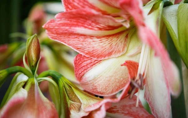 Belles Fleurs Hippeastrums Rouges Blancs Colorés Fleurissent Dans Jardin Printemps — Photo