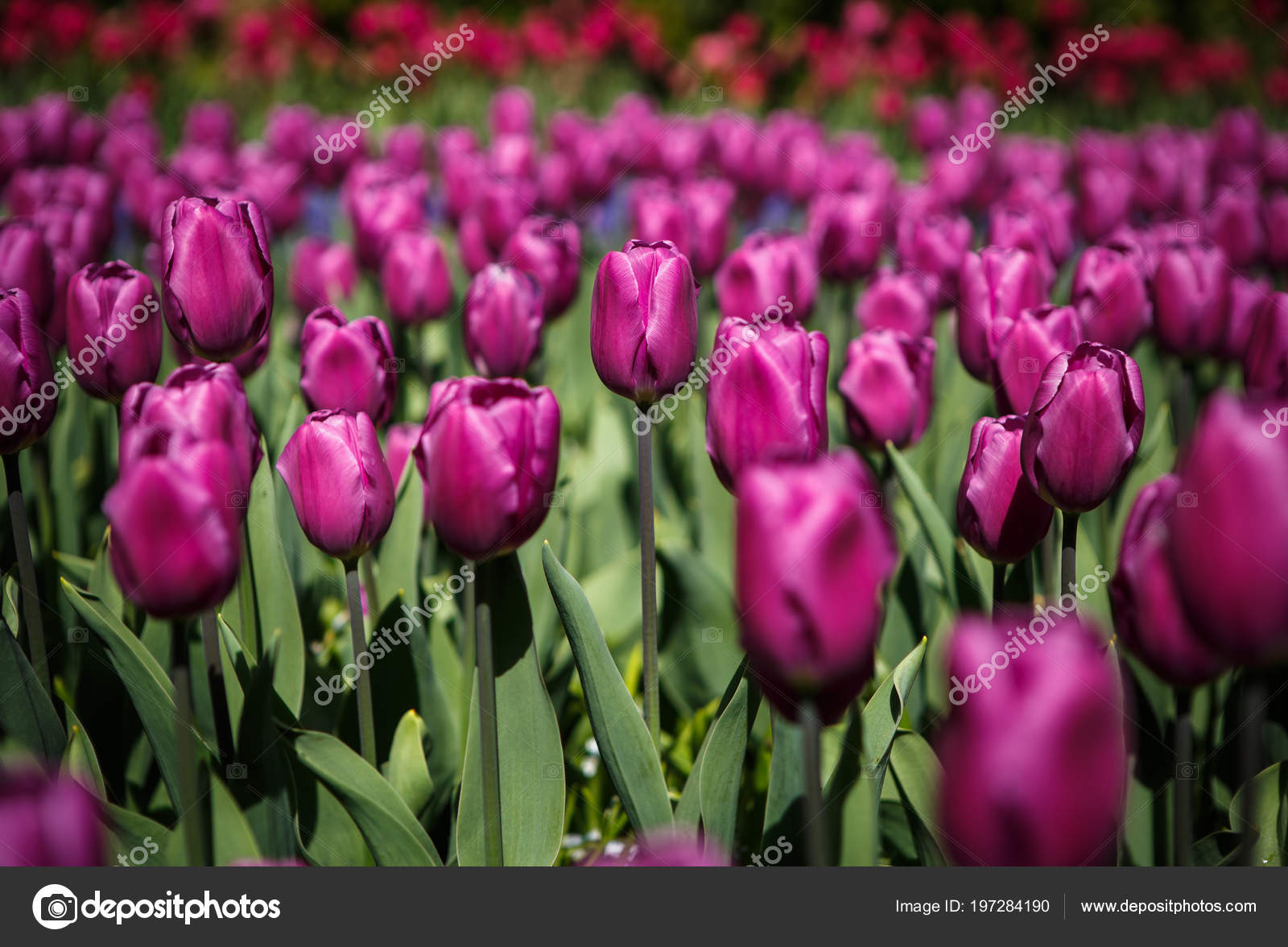 Lindo Colorido Roxo Tulipas Flores Desabrocham Jardim Primavera