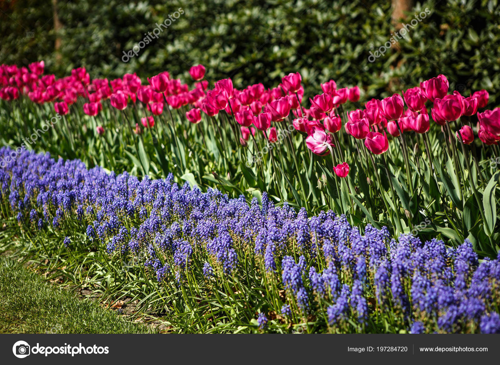 Beautiful Colorful Tulips Flowers Bloom Spring Garden Decorative
